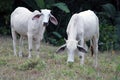 Zebu Cattle in Costa Rica