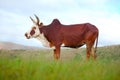 Zebu Royalty Free Stock Photo