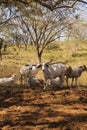 Zebu Cattle in pasture, Costa Rica