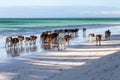 Zebu cattle walking home along the beach of Zanzibar island
