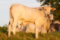 adult Zebu cow Royalty Free Stock Photo