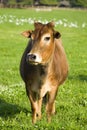Zebu cow