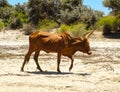 Zebu cow on the Beach in Madagascar