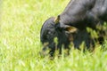 Zebu cow (Bos indicus), humped cattle used for farming in Costa Rica