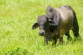 Zebu cow (Bos indicus), humped cattle used for farming in Costa Rica