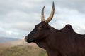 Zebu cow Royalty Free Stock Photo