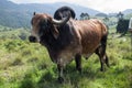 Zebu cow on Colombian mountains