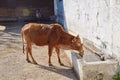 Zebu Cow Drinking Water Stock Photo