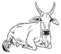 Zebu cow image