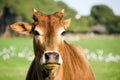 Zebu cow portrait