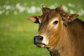 Zebu cow portrait