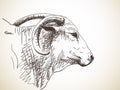 Zebu cow, Sketch of cow`s muzzle with big horns,