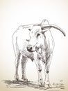 Sketch of zebu cow with big horns