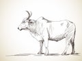 Sketch of zebu bull