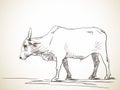 Sketch of zebu bull