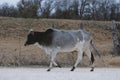 Zebu cow profile while walking