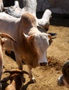 Zebu cows in animal shelter in Gran Canaria, Spain