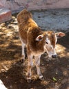 Zebu cows in animal shelter in Gran Canaria, Spain