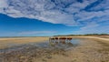 Zebu crossing a lagoon on the beach, Anakao, Nosy Satrana, Madagascar