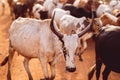 Zebu with distinctive horns leisurely walking along a rural, dirt road