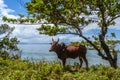 Zebu Royalty Free Stock Photo