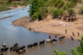 A zebu herd crosses a river near Manambolo