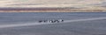 Zebu herd crossing a salt lake