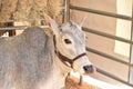 African Zebu Cow Royalty Free Stock Photo