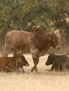 Zebu (humped cattle) in African savannah, Ghana Royalty Free Stock Photo