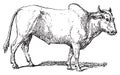 Zebu or Humped cattle, vintage engraving