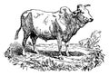 Zebu or Humped cattle, vintage engraving