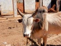 Zebu, cow light brown colored, a species of cattle, Madagascar