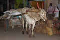 The zebu in Mysore of India