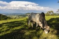 Zebu Nellore bull in the pasture area of a beef cattle farm