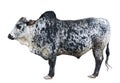 Zebu Royalty Free Stock Photo