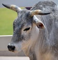 Zebu, sometimes known as humped cattle, indicus cattle, Cebu or Brahmin cattle Royalty Free Stock Photo