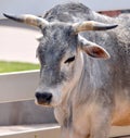 Zebu, sometimes known as humped cattle, indicus cattle, Cebu or Brahmin cattle Royalty Free Stock Photo