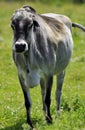 Zebu, sometimes known as humped cattle Royalty Free Stock Photo