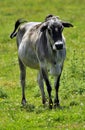 Zebu, sometimes known as humped cattle Royalty Free Stock Photo