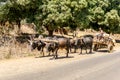 Zebu wagons near Antsiranana, Madagascar