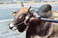 Zebu was harnessed to the cart using a special oxbow Royalty Free Stock Photo