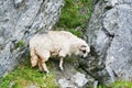 Zeckel sheep Royalty Free Stock Photo