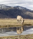 Zedonk or zebra donkey with reflection