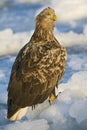 Zeearend, White-tailed Eagle, Haliaeetus albicilla Royalty Free Stock Photo
