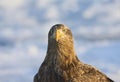 Zeearend, White-tailed Eagle, Haliaeetus albicilla Royalty Free Stock Photo