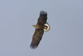 Zeearend, White-tailed Eagle, Haliaeetus albicilla Royalty Free Stock Photo