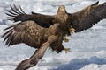 Zeearend, White-tailed Eagle, Haliaeetus albicilla Royalty Free Stock Photo