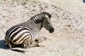 Zeebra lying in hot sand Royalty Free Stock Photo