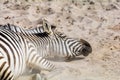Zeebra lying in hot sand Royalty Free Stock Photo