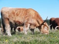 Zeegse Highland Cow 3 Royalty Free Stock Photo